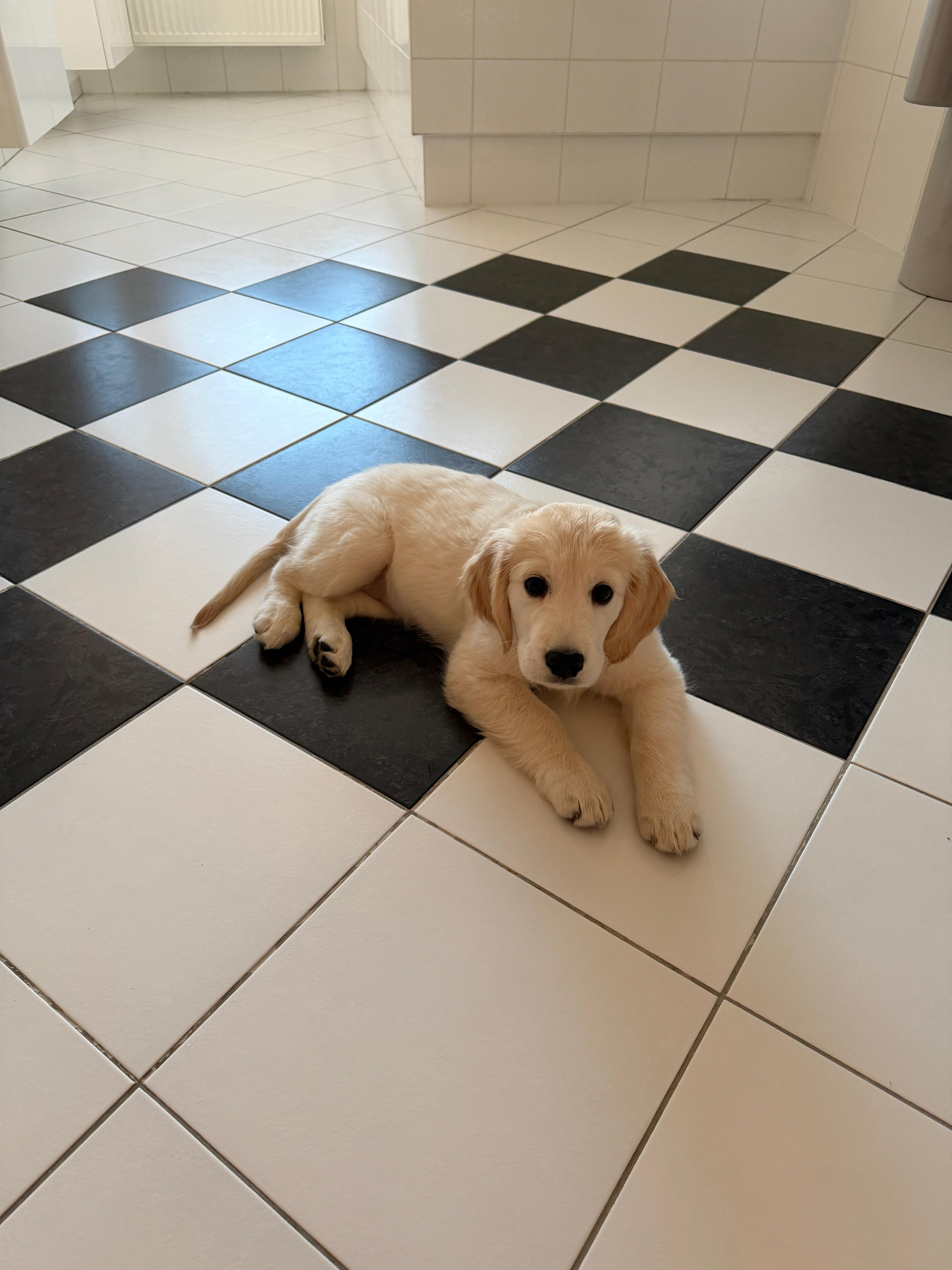 4af63d56-4315-4701-b082-29c350fdc2ff