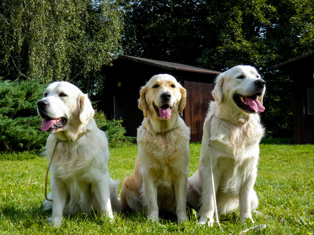 zleva: Barney, Annie, Benji